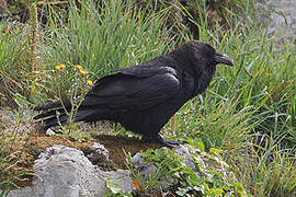 Northern Raven