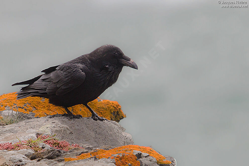 Northern Raven male adult breeding