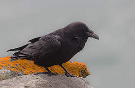 Northern Raven