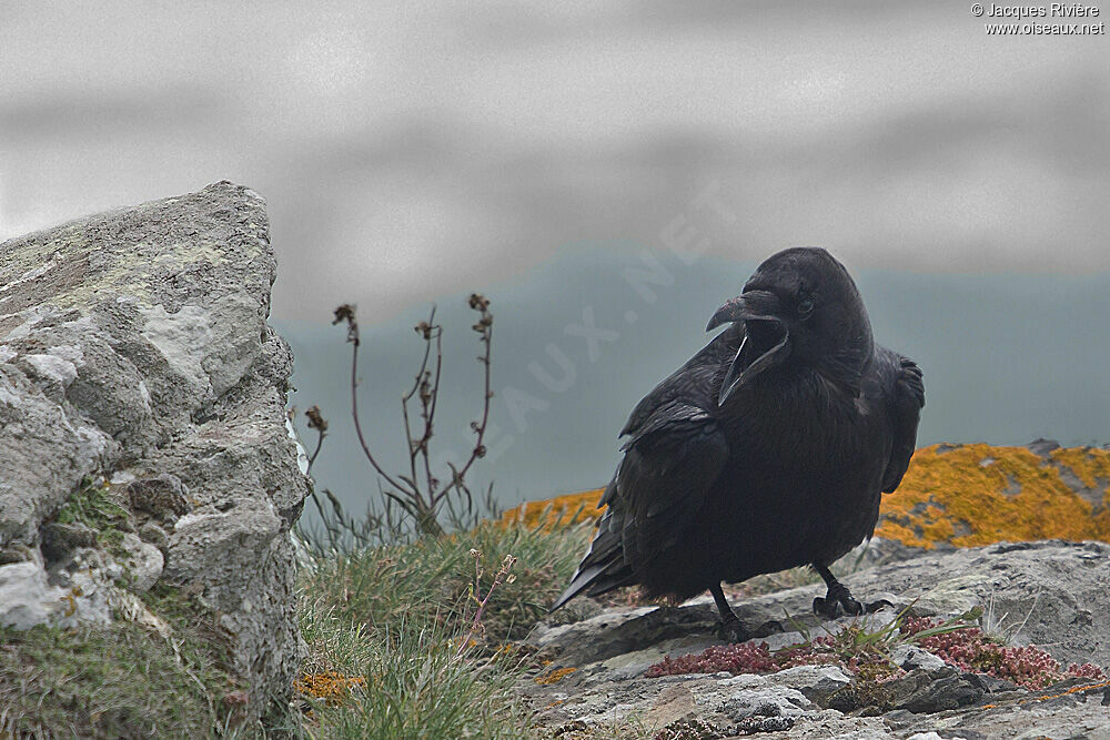 Northern Raven male adult breeding