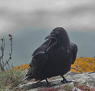 Northern Raven