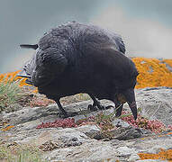 Northern Raven