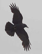 Northern Raven