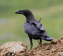 Northern Raven