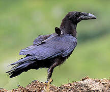 Northern Raven