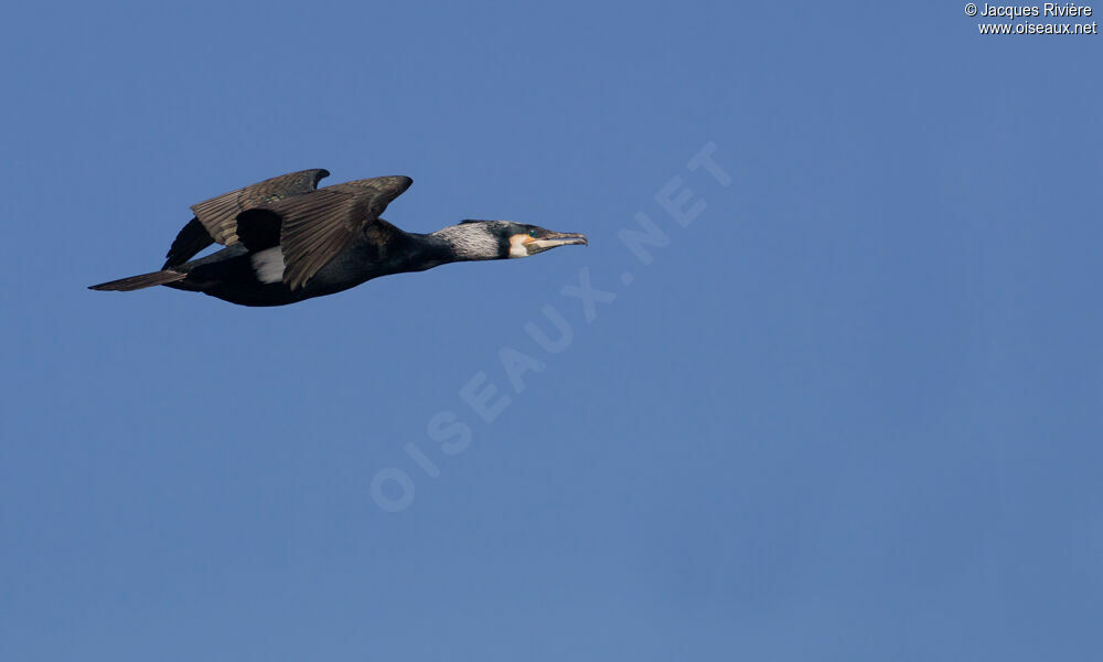 Great Cormorantadult breeding, Flight