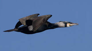 Great Cormorant