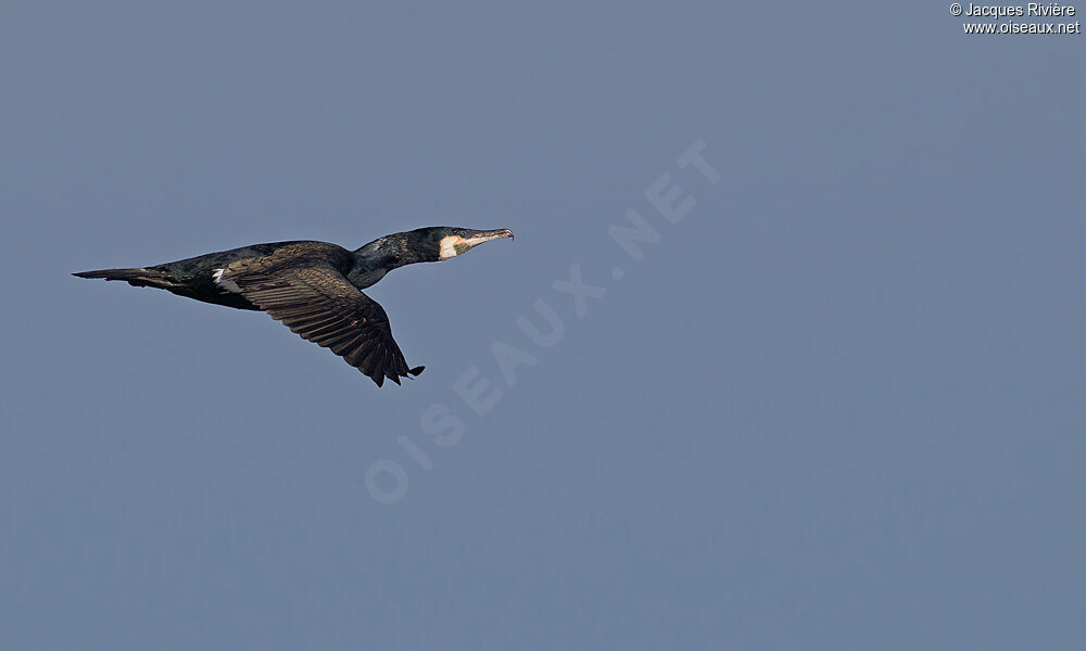 Great Cormorantadult breeding