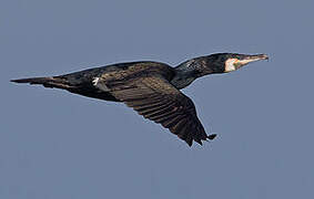 Great Cormorant