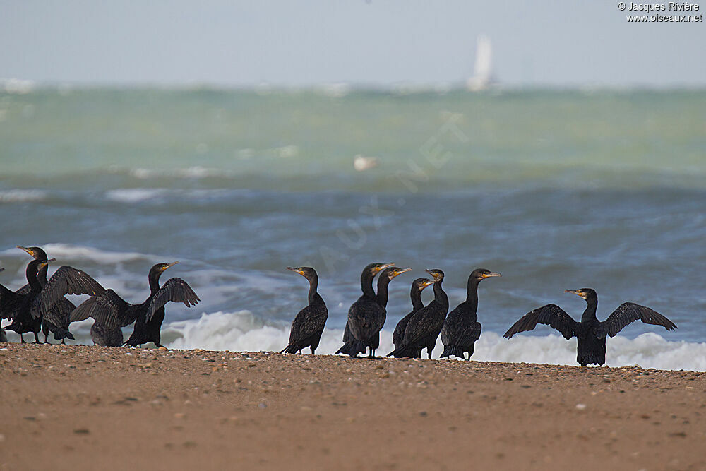 Grand Cormoranadulte internuptial