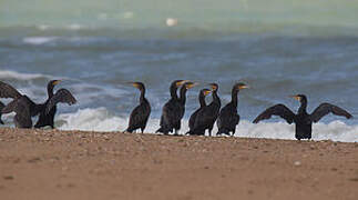 Great Cormorant