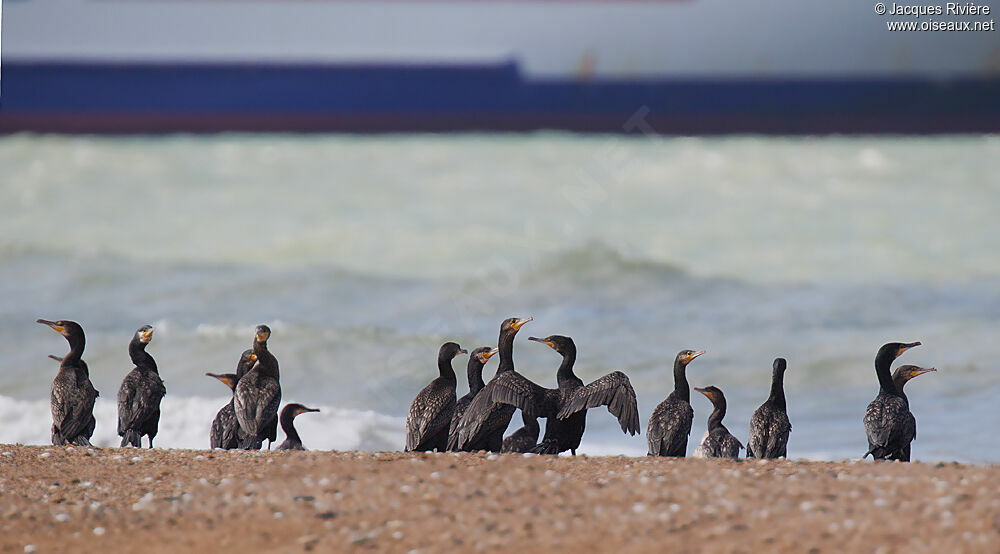 Grand Cormoranadulte internuptial