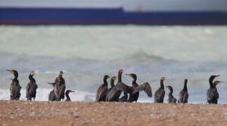 Great Cormorant