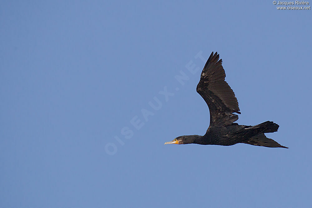 Grand Cormoranadulte internuptial, Vol