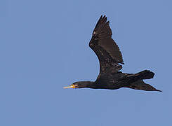 Great Cormorant