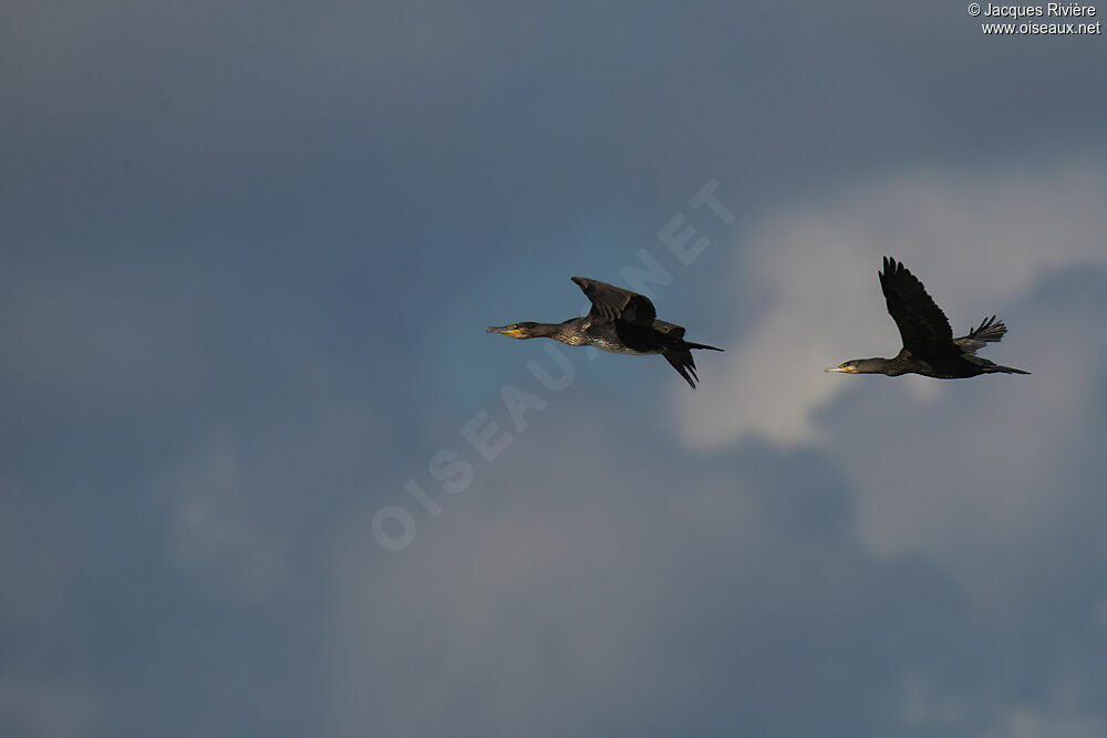 Great Cormorantadult post breeding, Flight