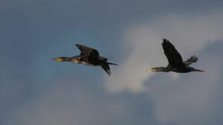 Great Cormorant