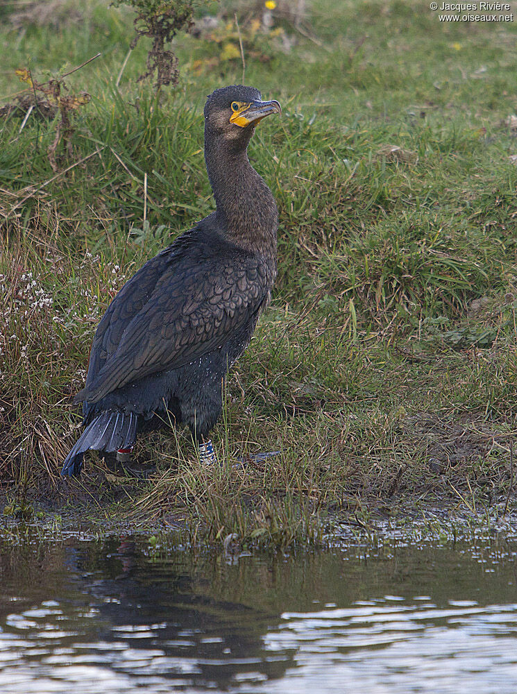 Grand Cormoransubadulte