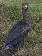 Great Cormorant