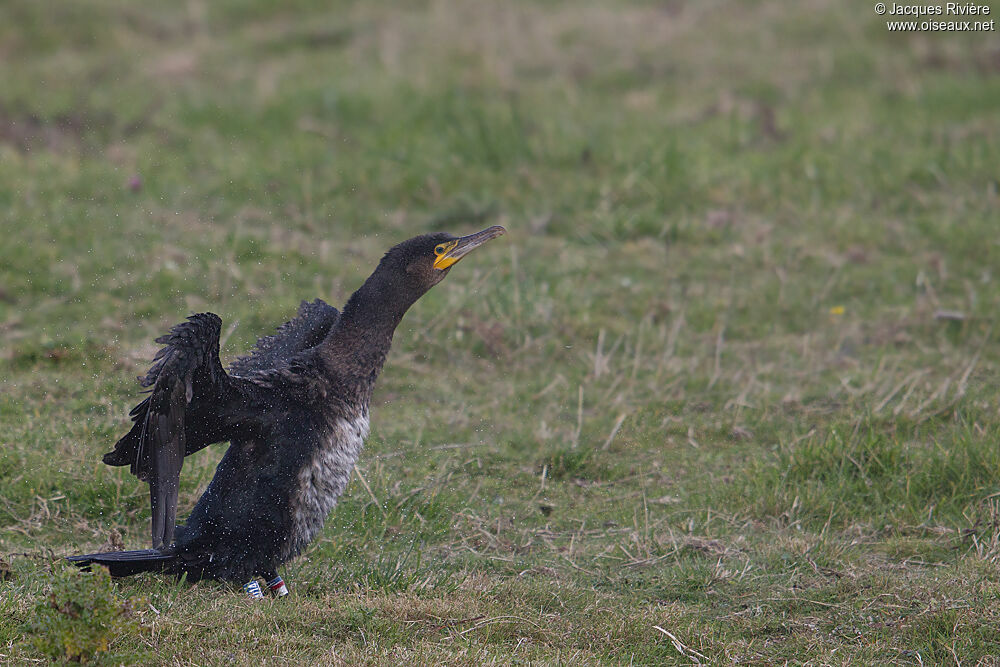 Grand Cormoransubadulte