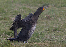 Great Cormorant