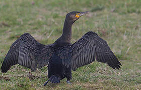 Great Cormorant