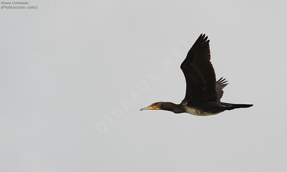 Grand Cormoran2ème année, Vol