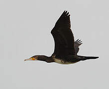 Great Cormorant