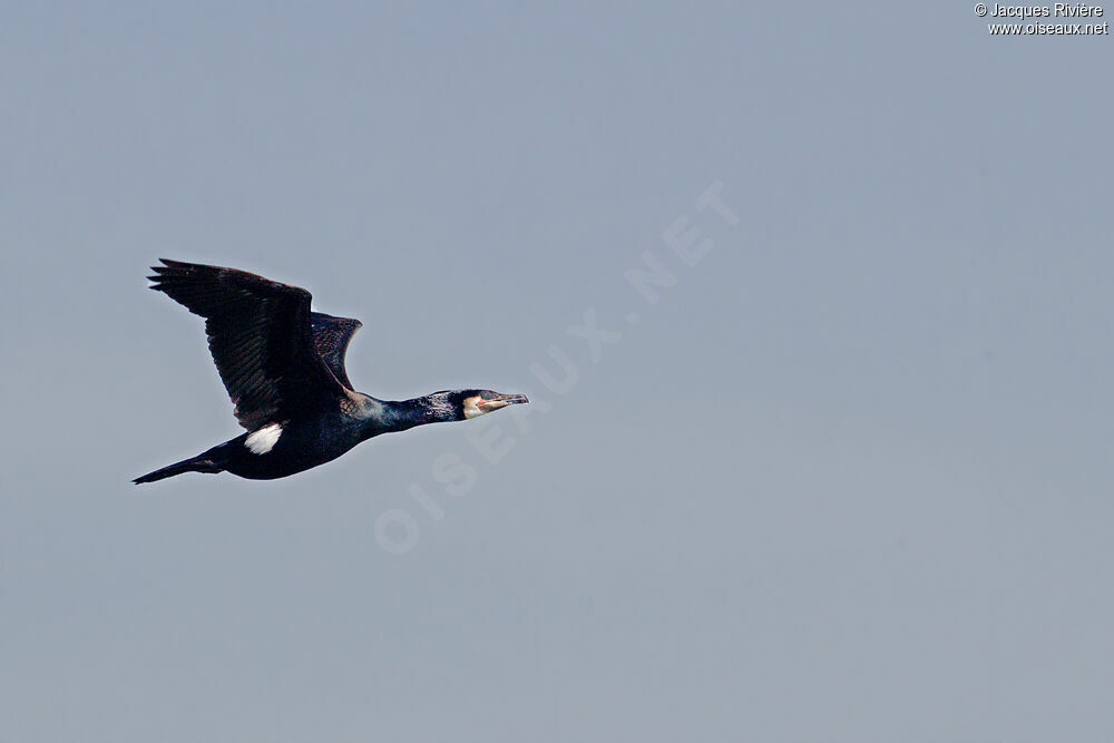 Great Cormorantadult breeding, Flight