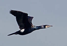 Great Cormorant