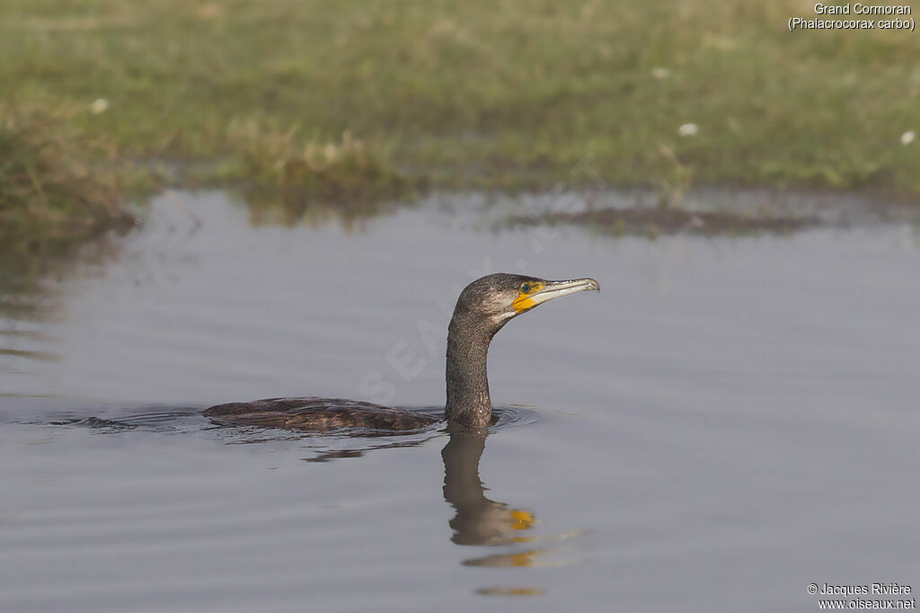 Grand Cormoransubadulte, identification, nage