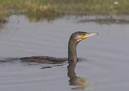 Great Cormorant