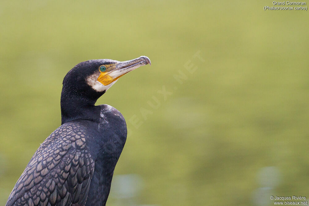 Great Cormorantadult breeding, close-up portrait