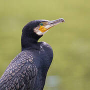 Great Cormorant