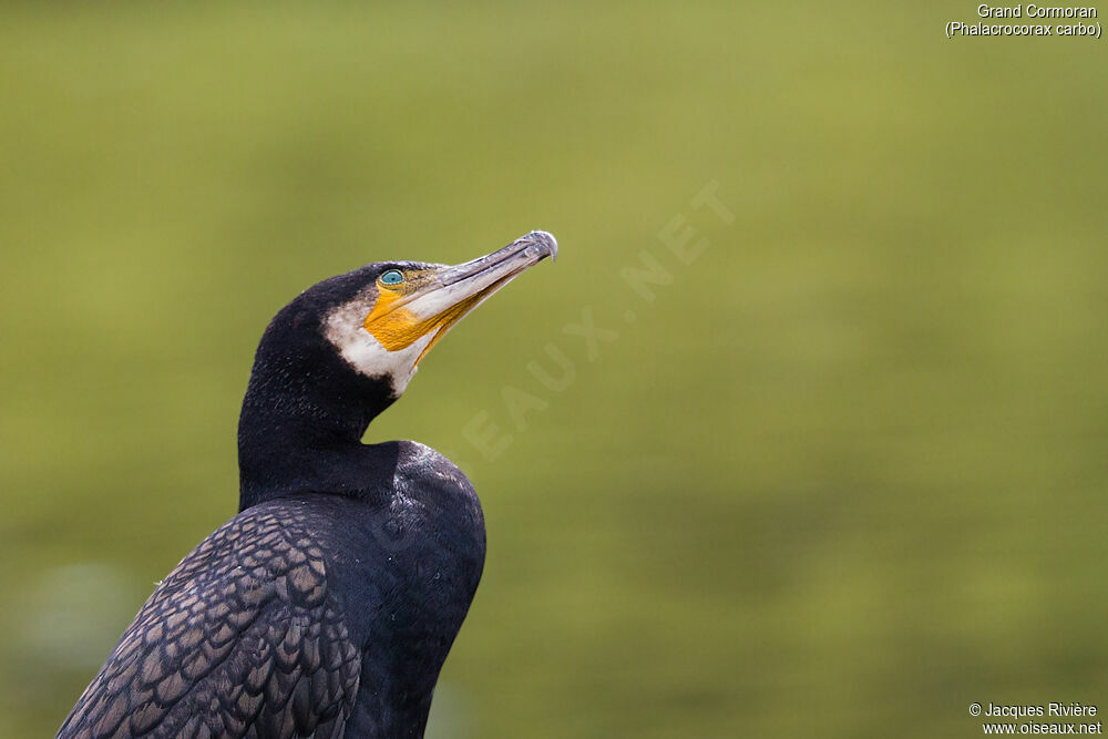 Grand Cormoranadulte nuptial, portrait