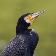 Great Cormorant