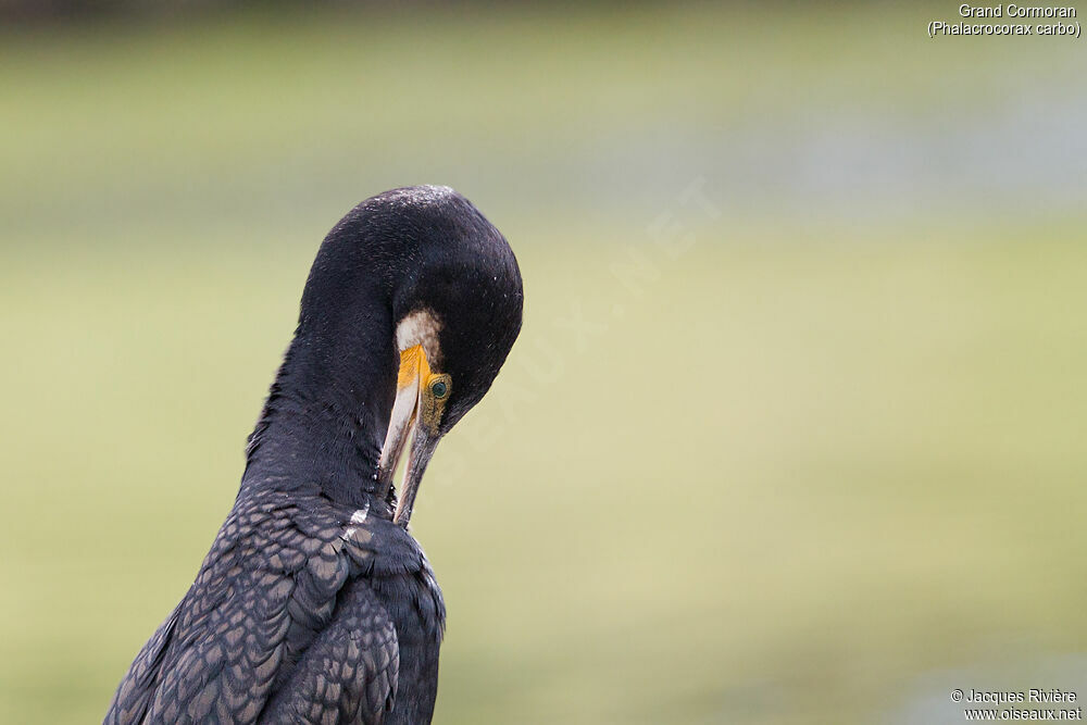 Great Cormorantadult, close-up portrait