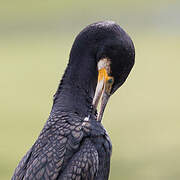 Great Cormorant