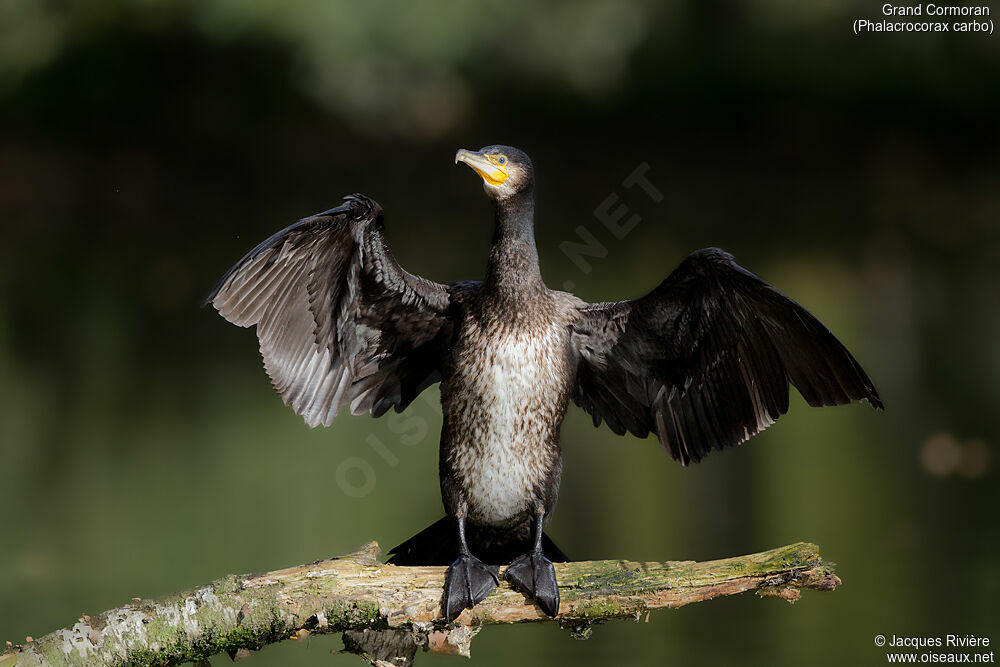 Grand Cormoran4ème année transition, identification