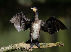 Great Cormorant