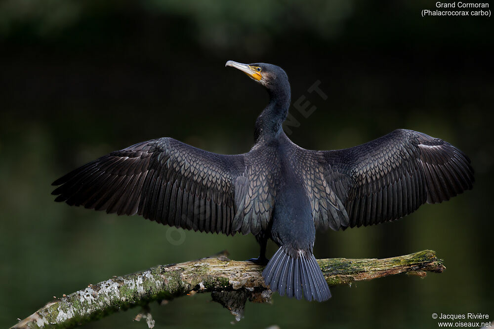 Grand Cormoransubadulte internuptial, identification