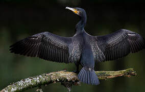 Great Cormorant