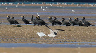 Great Cormorant