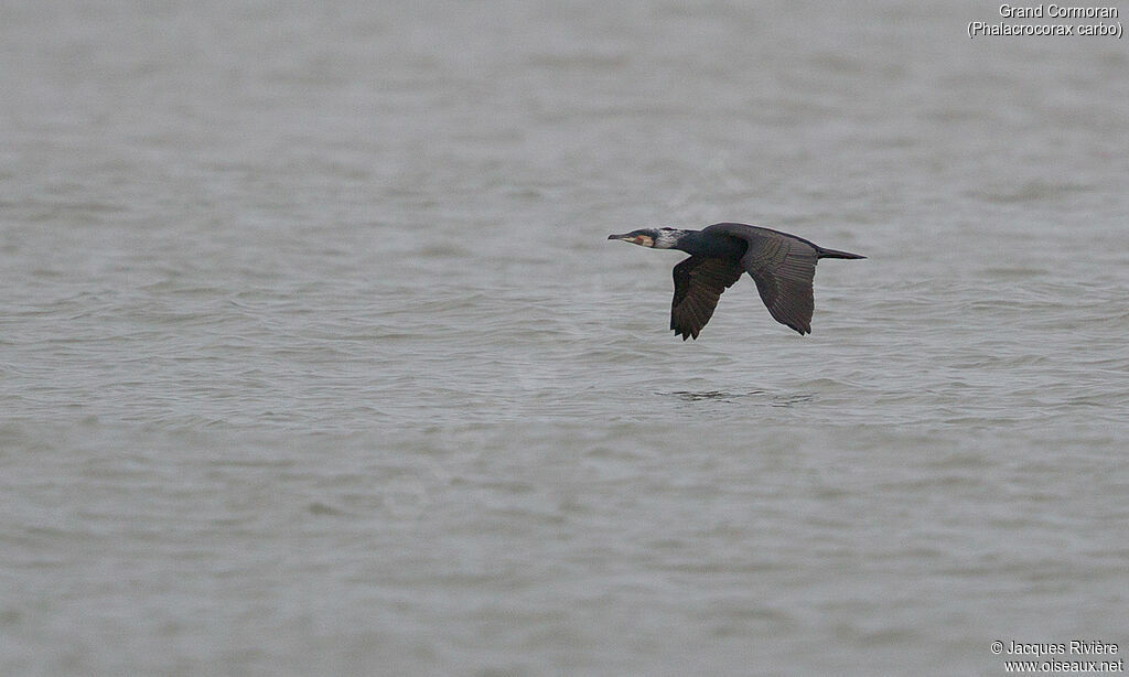 Great Cormorantadult breeding, Flight