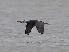 Great Cormorant