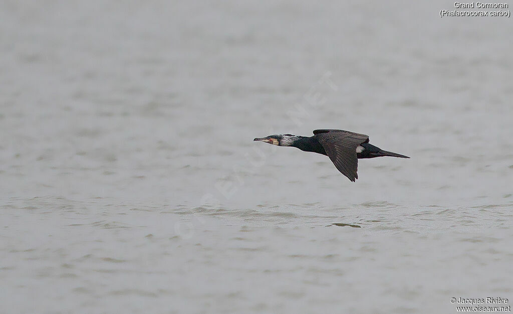 Great Cormorantadult breeding, Flight