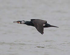 Great Cormorant