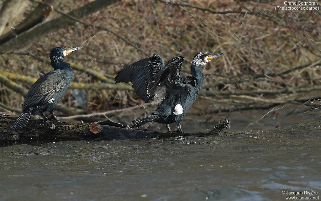 Grand Cormoranadulte nuptial