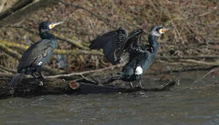 Great Cormorant