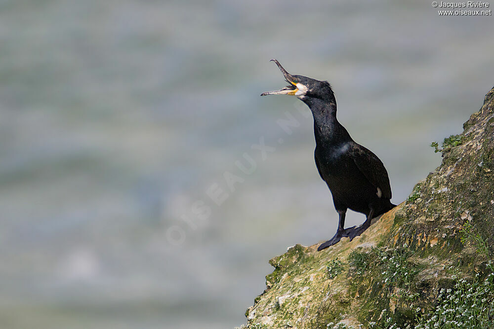 Great Cormorantadult breeding